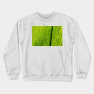 Close up of a Green Lotus Leave Texture Background Crewneck Sweatshirt